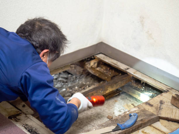 Best Mold Cleaning Services  in Sturgis, MI