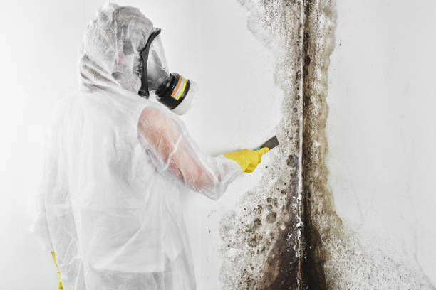 Best Office Mold Removal Services  in Sturgis, MI