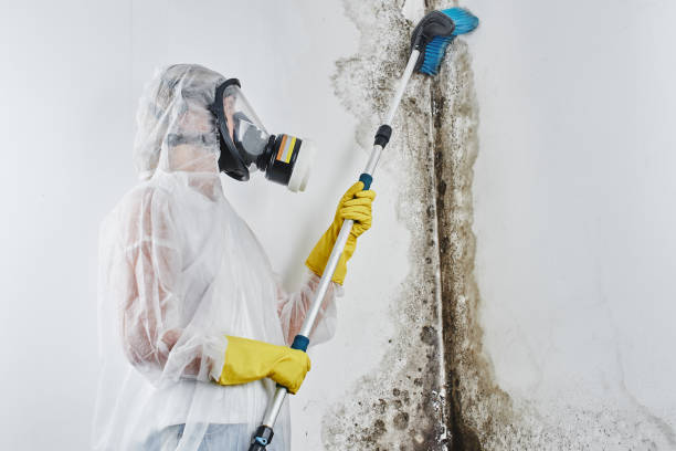 Best Local Mold Removal Service  in Sturgis, MI