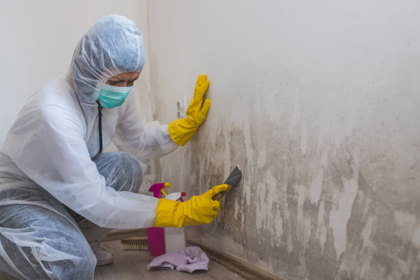 Best Toxic Mold Removal  in Sturgis, MI