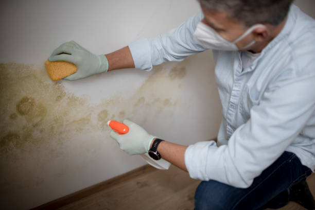 Best Commercial Mold Removal  in Sturgis, MI