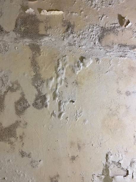 Best Crawl Space Mold Removal  in Sturgis, MI