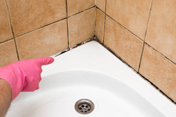 Best Toxic Mold Removal  in Sturgis, MI