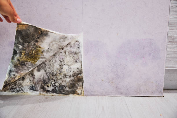 Best Mold Removal Near Me  in Sturgis, MI